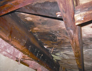 mold and rot in a Bethesda crawl space