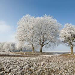 Frost covering trees and a grassy field in Winchester